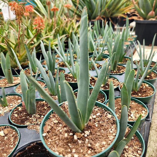 aloe plicatilis