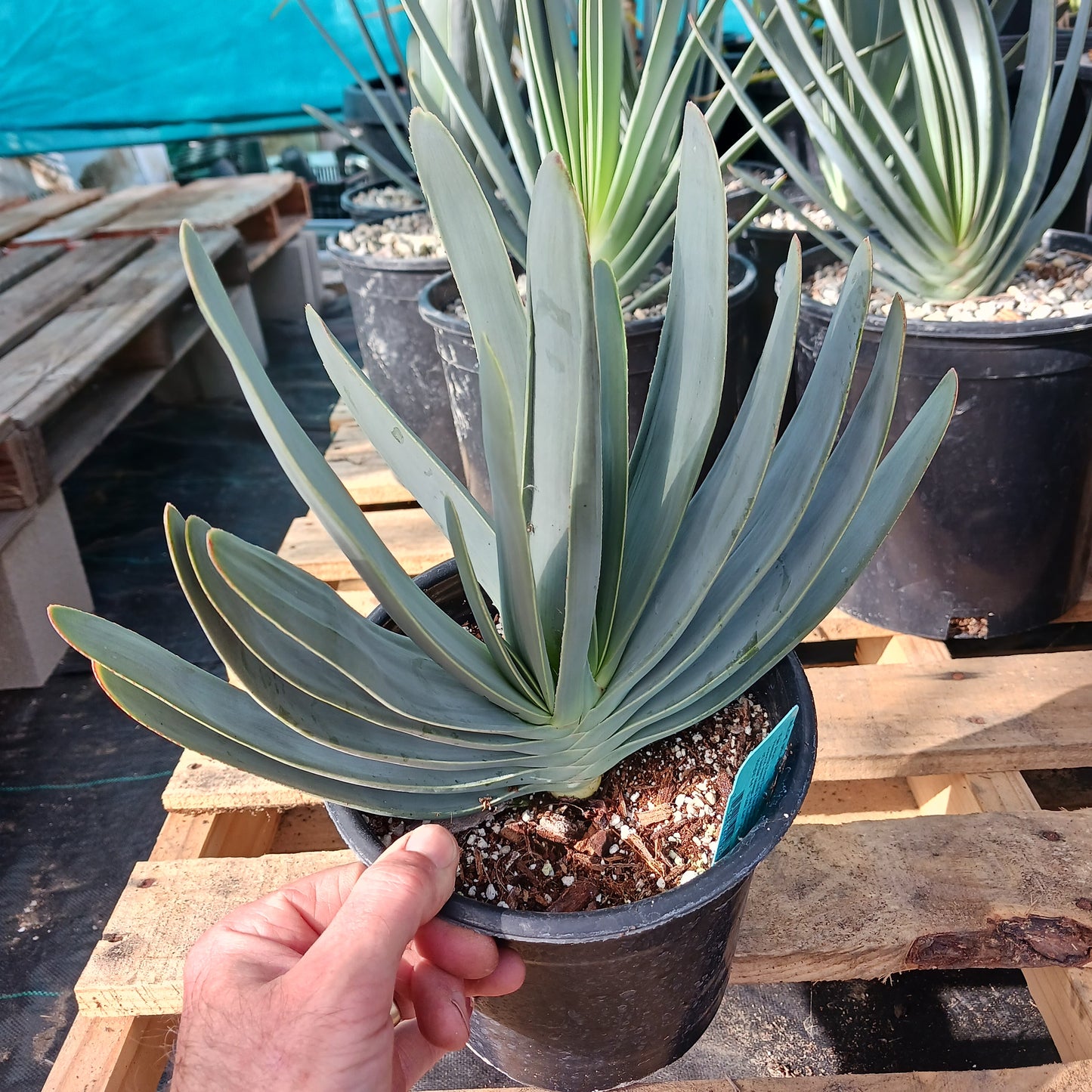 Aloe plicatilis - 1ga