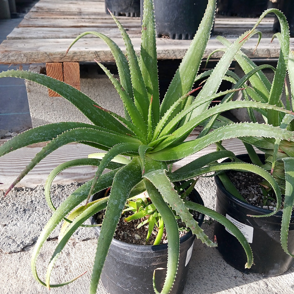 Aloe pluridens