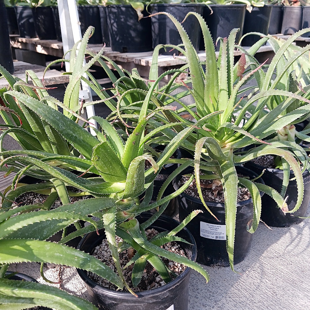 Aloe pluridens