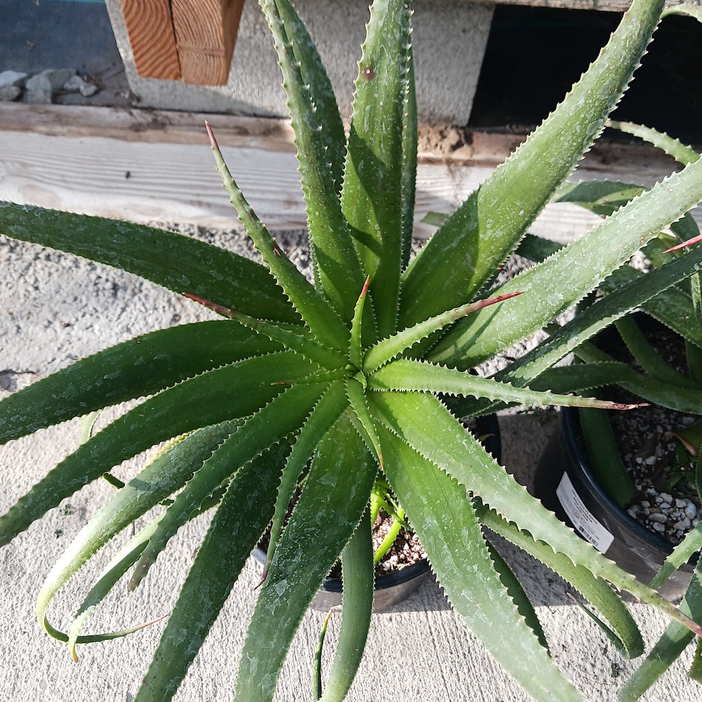 Aloe pluridens top view
