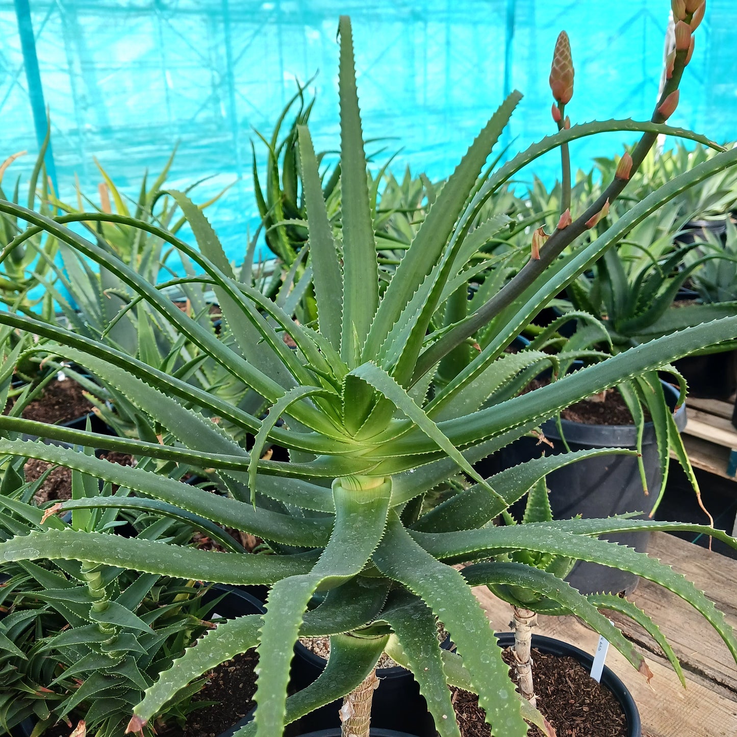 Aloe pluridens - 15ga
