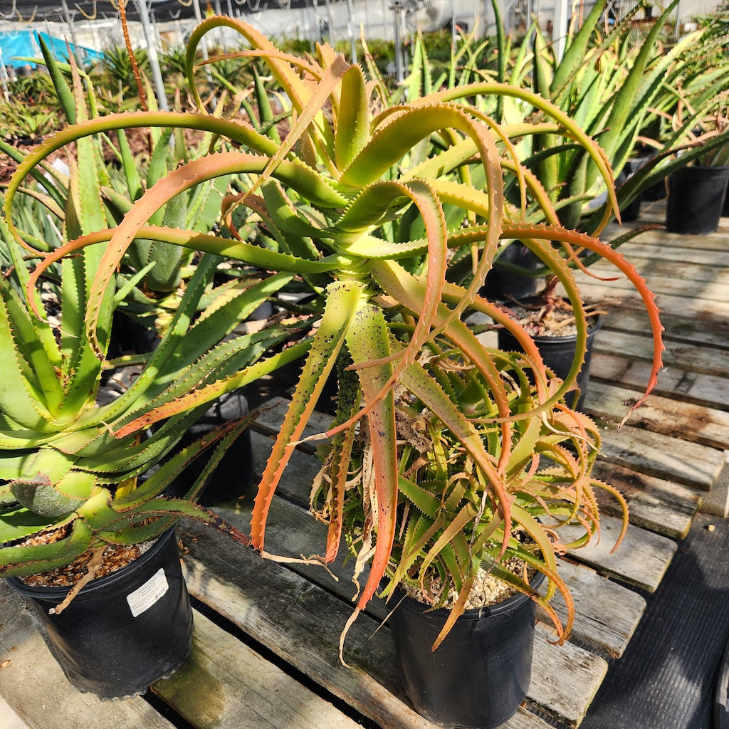 Aloe pluridens open cross
