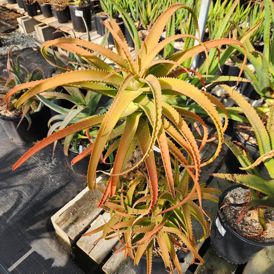 Aloe pluridens open cross