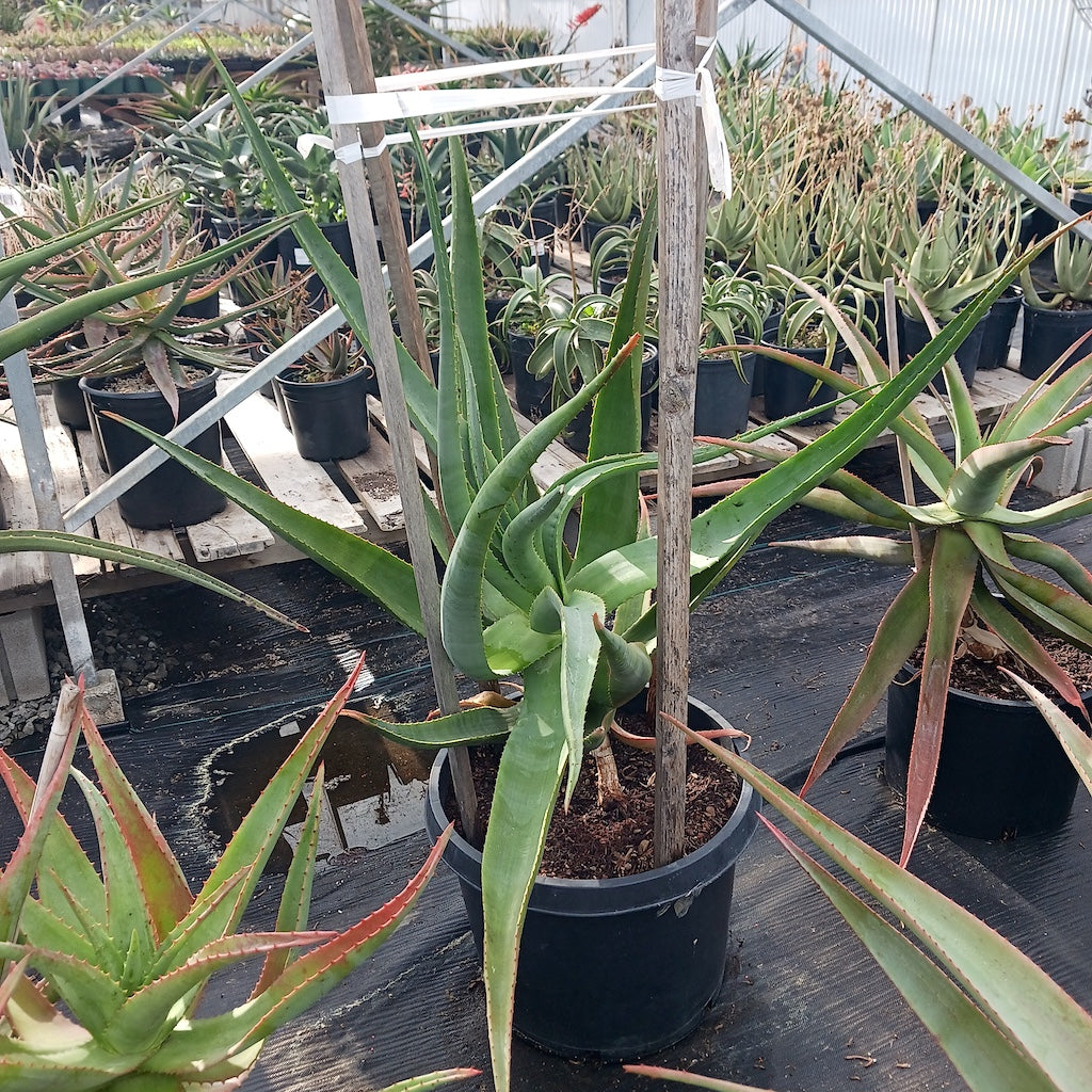 open cross with Aloe pretoriensis