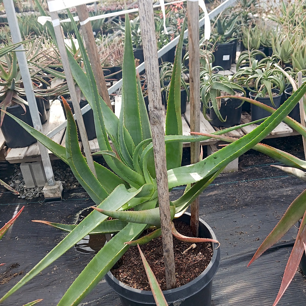 open cross with Aloe pretoriensis