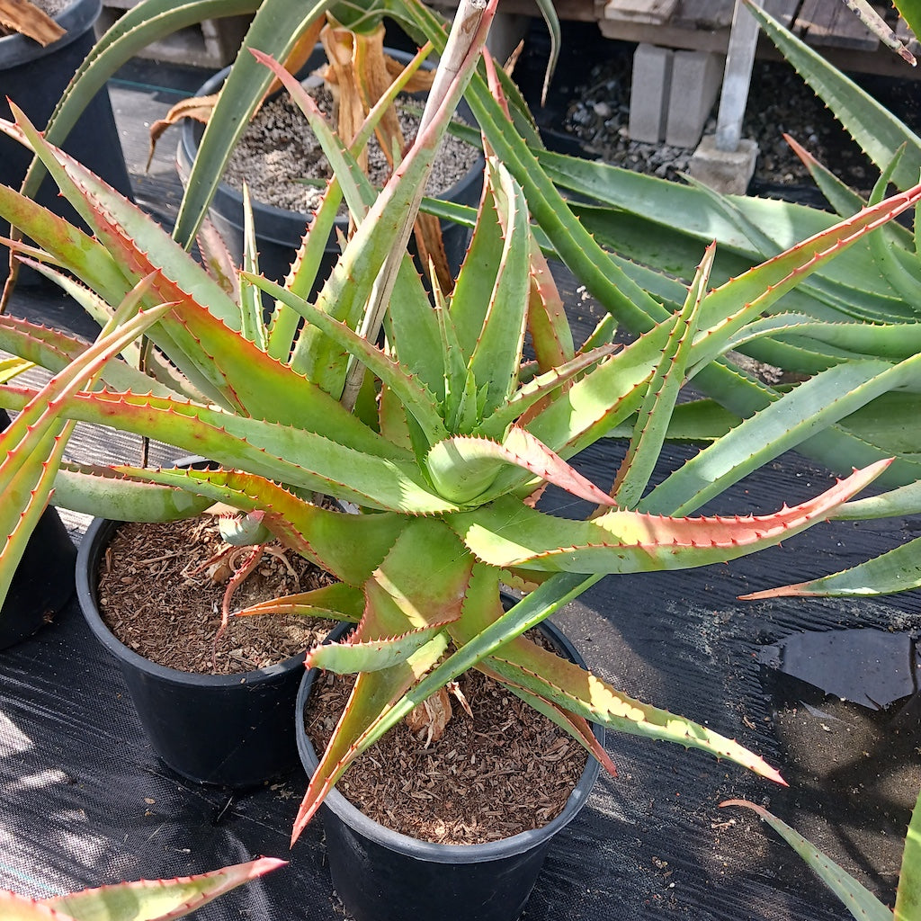 Aloe pretoriensis open cross #4 - 5ga