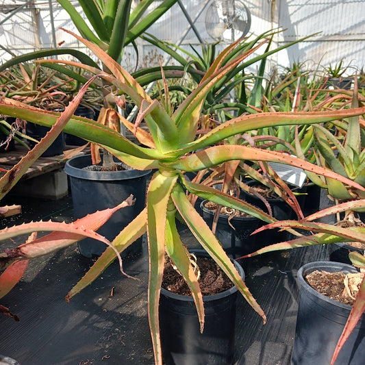 Aloe pretoriensis open cross