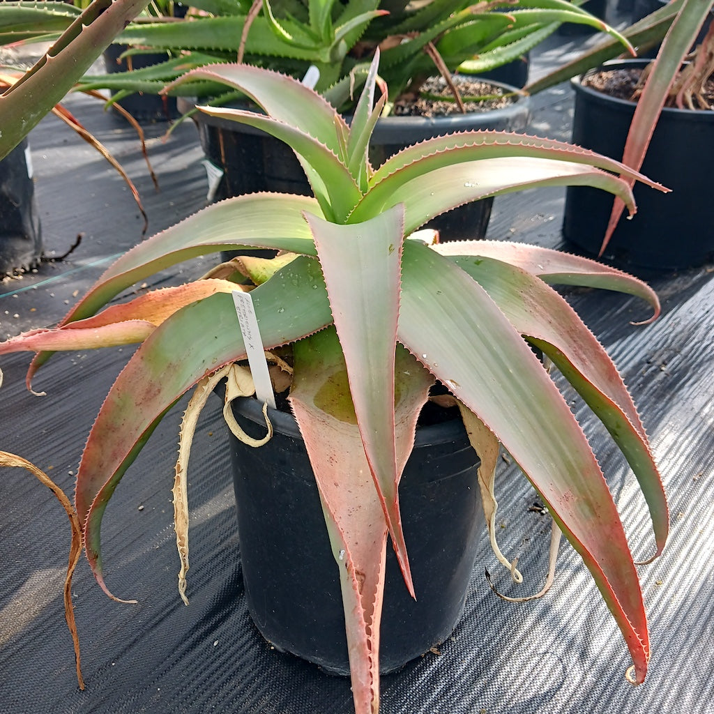 Aloe pretoriensis open cross