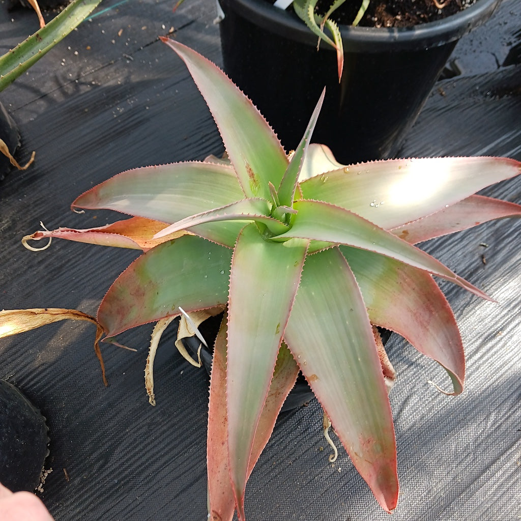 Aloe pretoriensis open cross