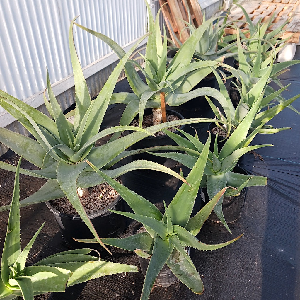several Aloe pseudorubroviolacea
