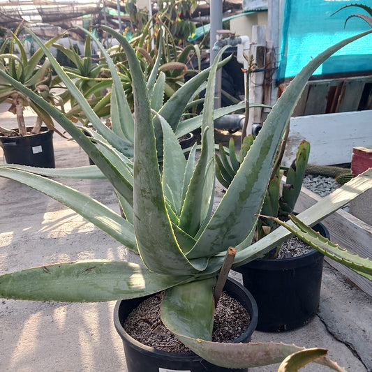 Aloe pseudorubroviolacea
