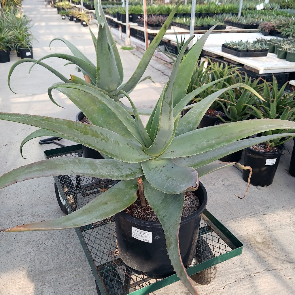 Aloe pseudorubroviolacea