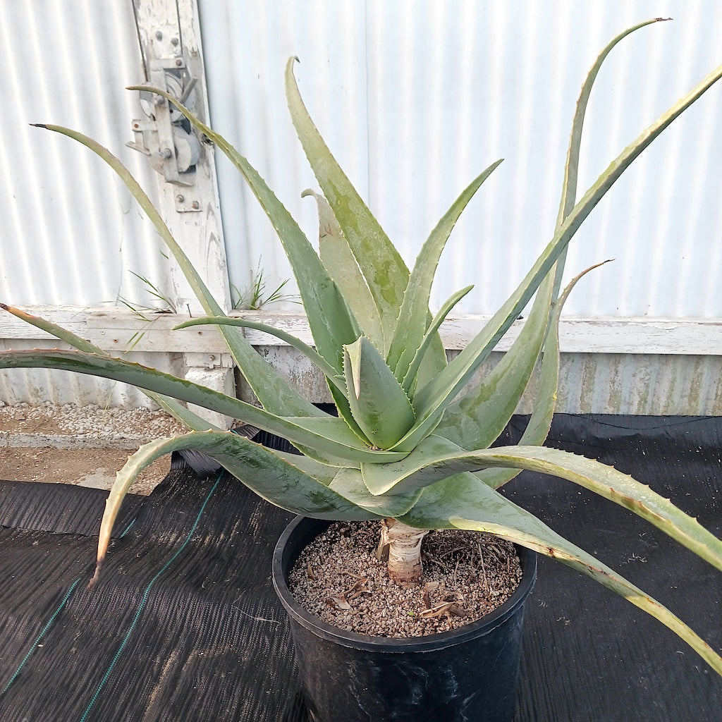 Aloe pseudorubroviolacea