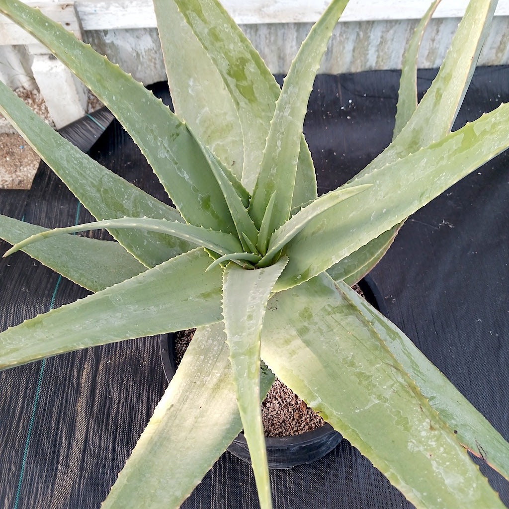 Aloe pseudorubroviolacea top view