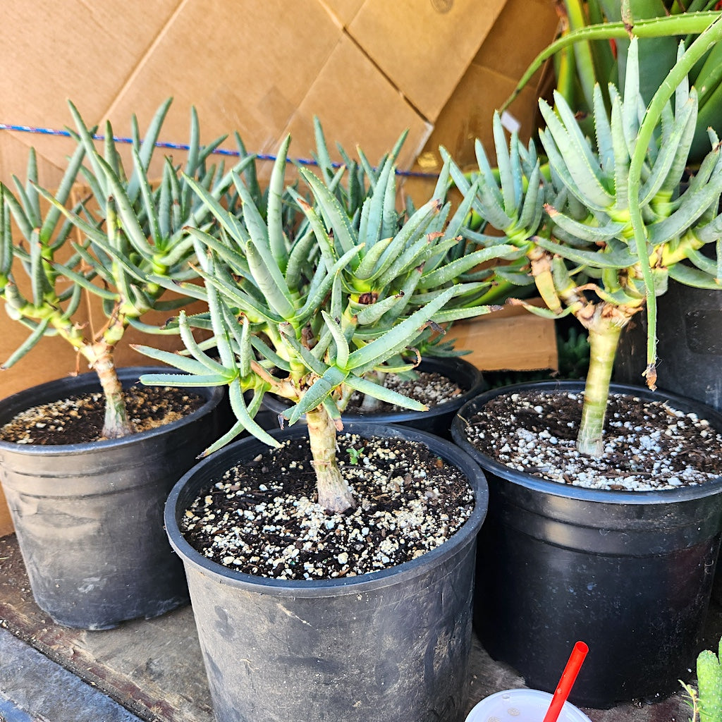 Aloe ramosissima