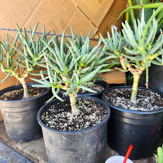 Aloe ramosissima