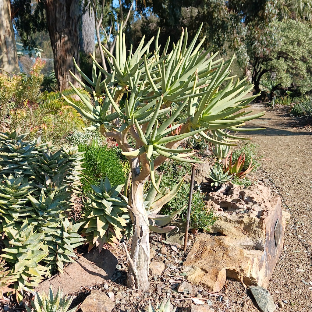 Aloe ramosissima at the Ruth Bancroft Garden