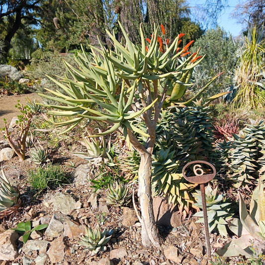 Aloe ramosissima at the Ruth Bancroft Garden