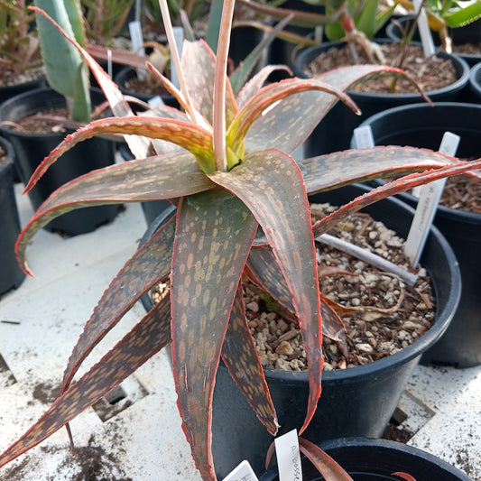 Aloe rebmannii - 2ga