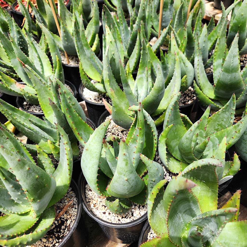 Aloe reitzii