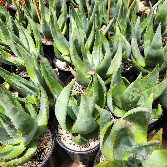 Aloe reitzii