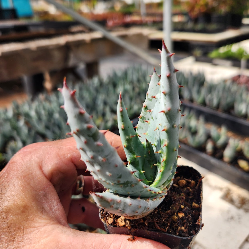 Young Aloe reitzii
