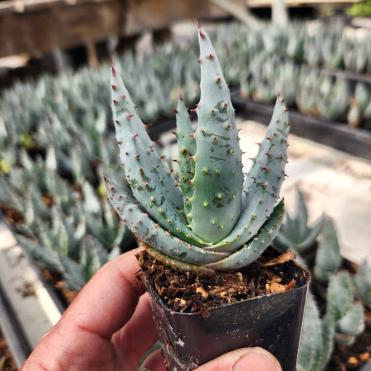 Young Aloe reitzii