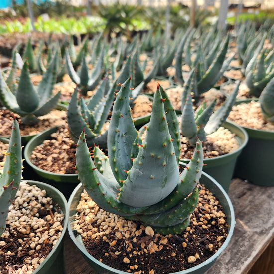 Aloe reitzii