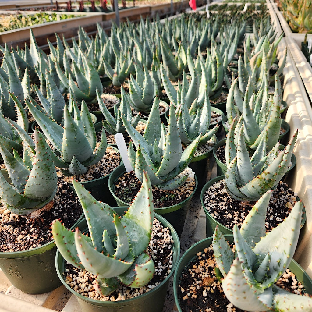 Aloe reitzii