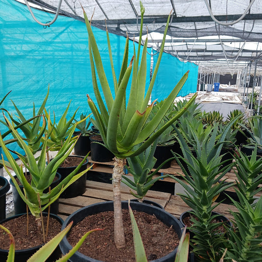 Aloe rivierei