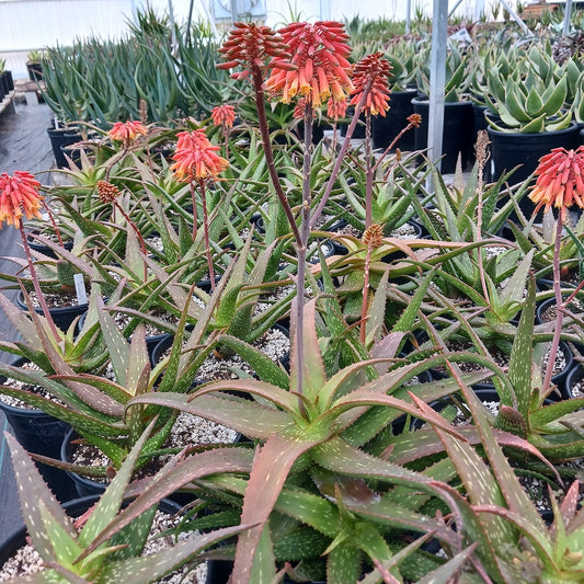 Aloe rooikappie - 2ga