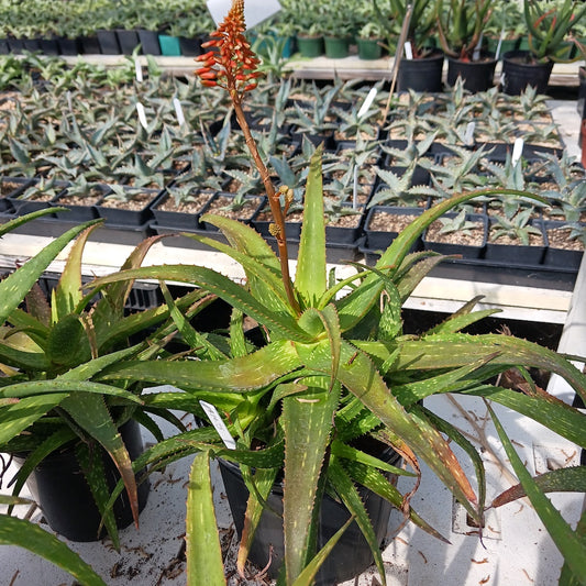 Flowering Aloe rooikappie in 2ga container