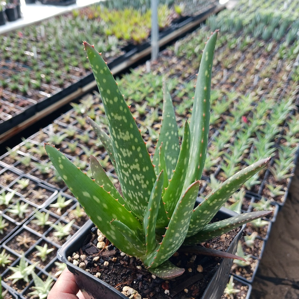 Aloe rooikappie