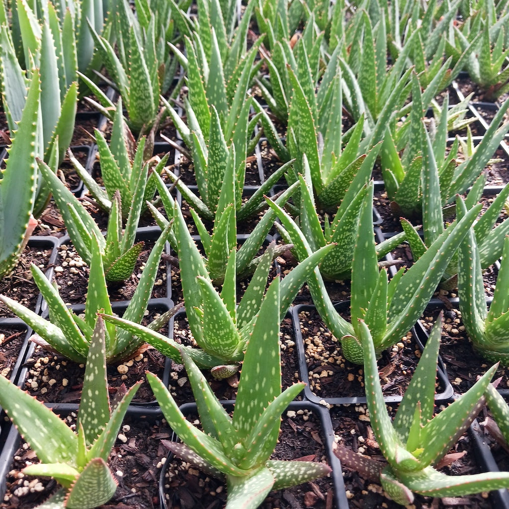 lots of young Aloe rooikappie