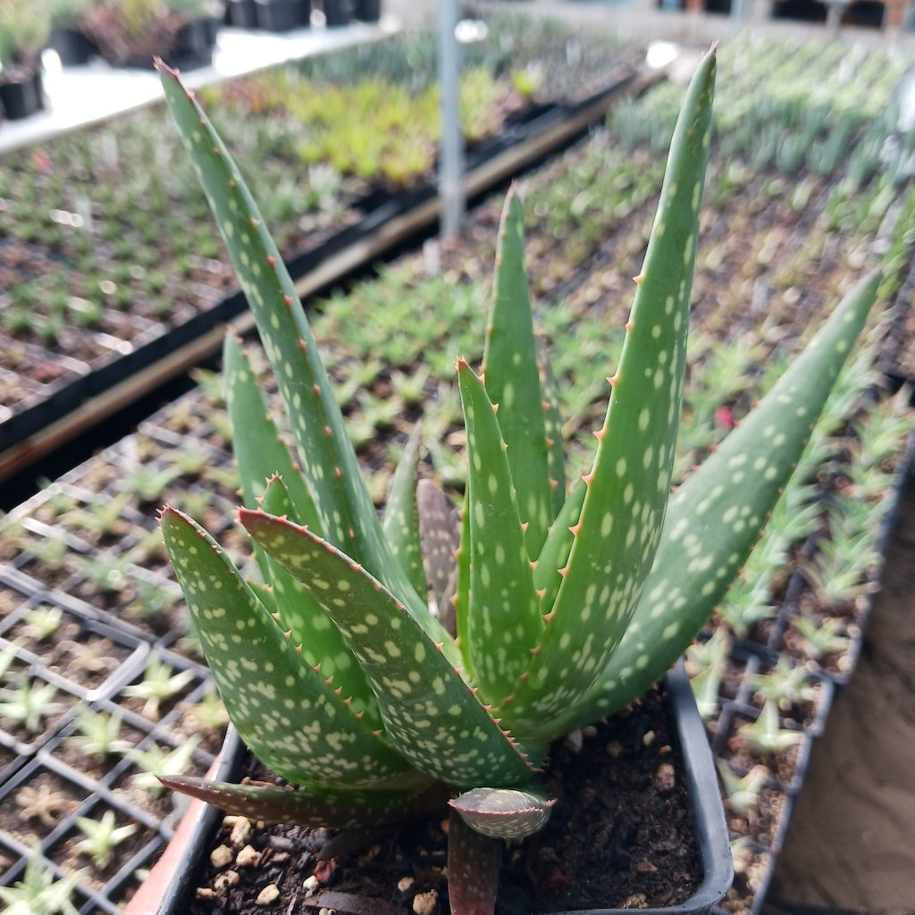 Aloe rooikappie - 4in – dryoasisplants