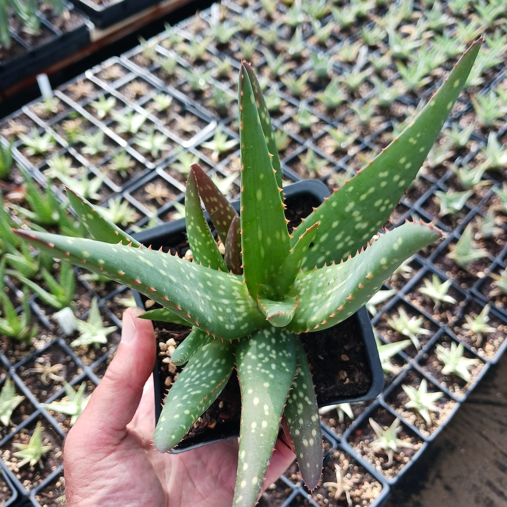 top view of Aloe rooikappie