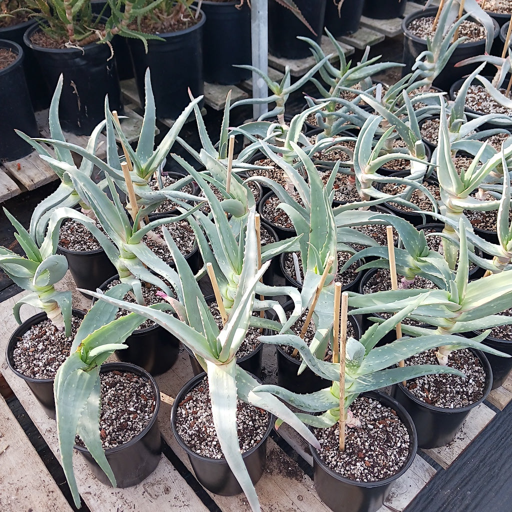 Aloe rubroviolacea ‘Violet’ in 1ga containers growing at a nursery