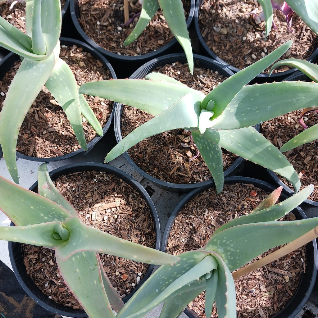 Aloe rubroviolacea ‘Violet’ - 2ga