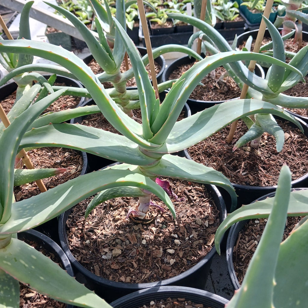 Aloe rubroviolacea ‘Violet’ - 2ga