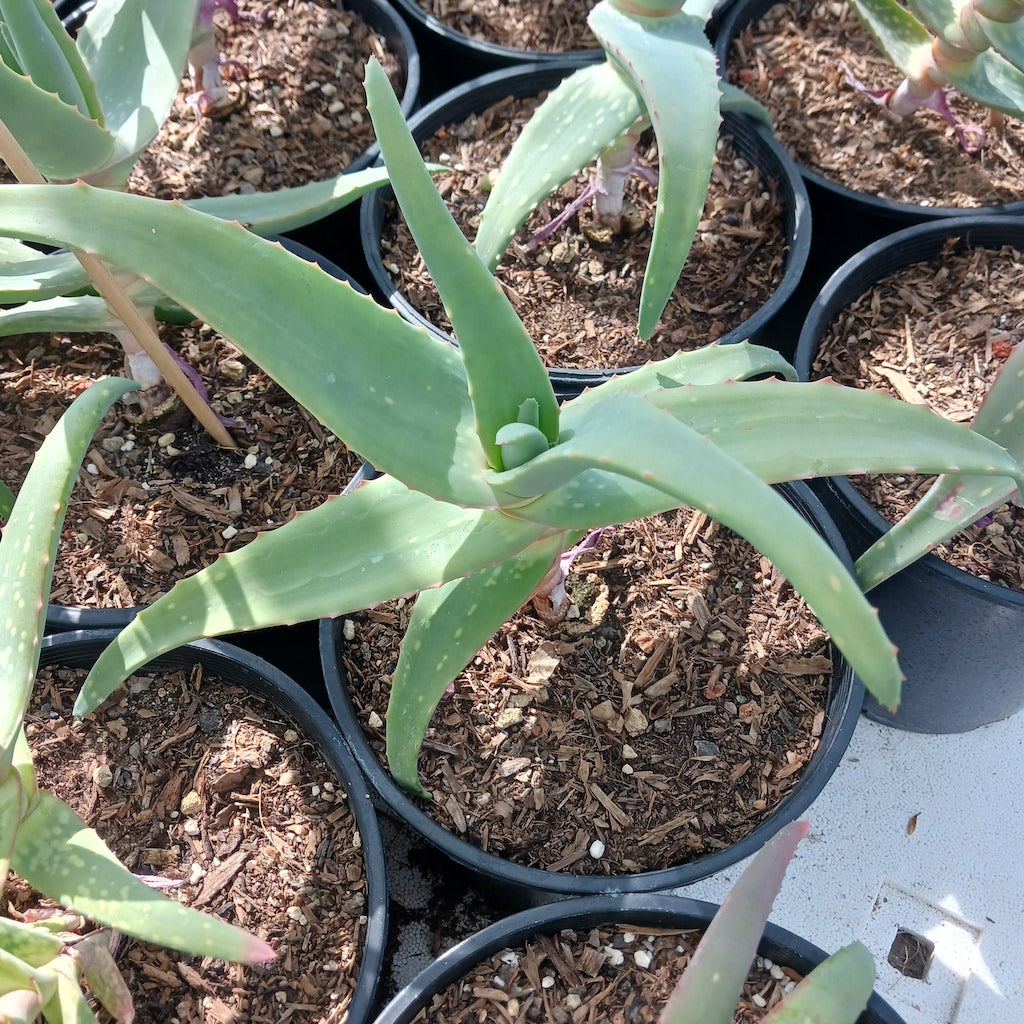 Aloe rubroviolacea ‘Violet’ - 2ga