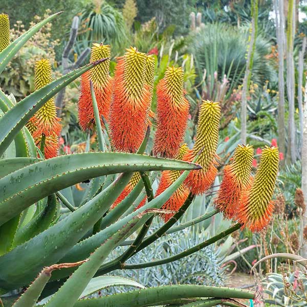 mature Aloe rupestris in bloom