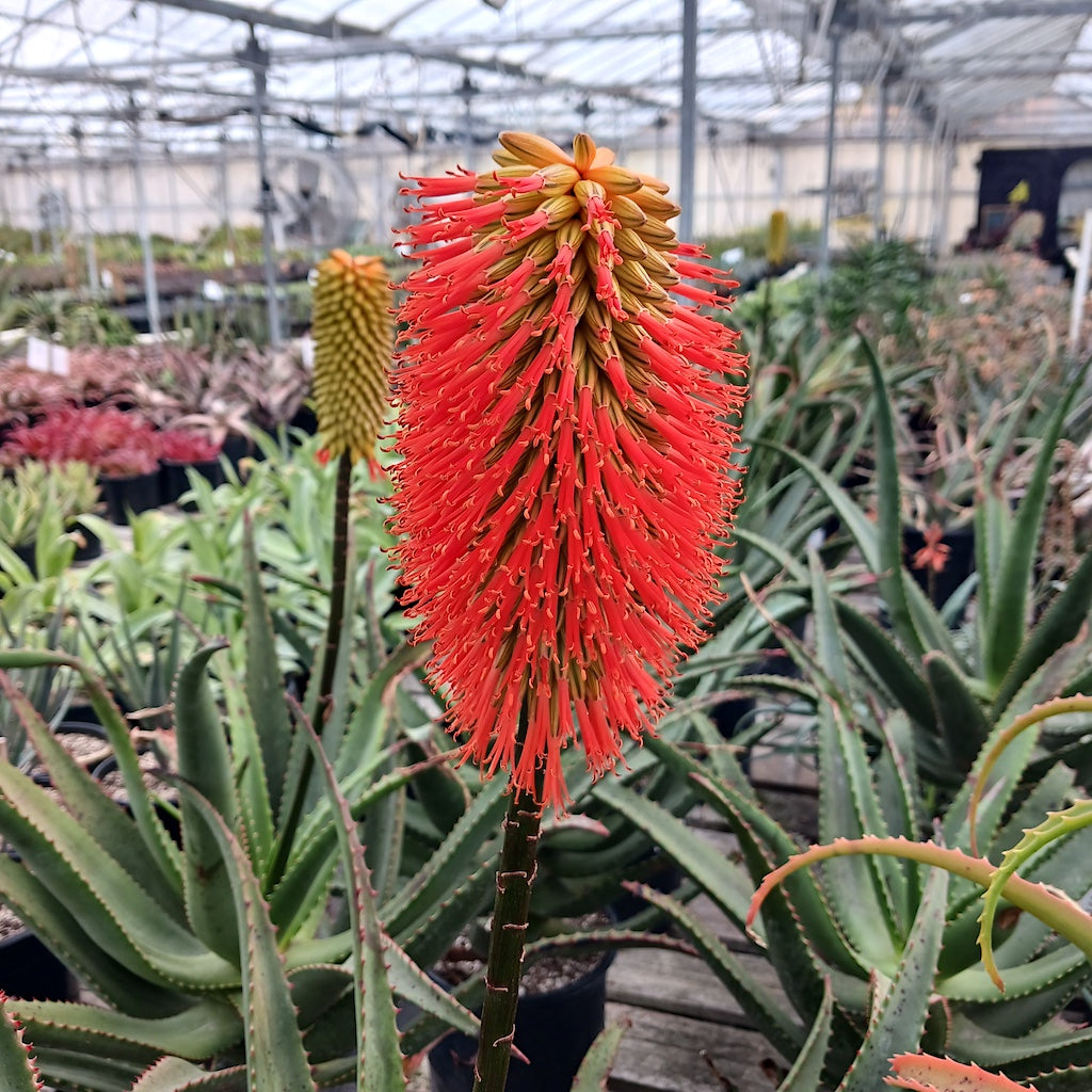 australian aloe vera plant Aloe rupestris