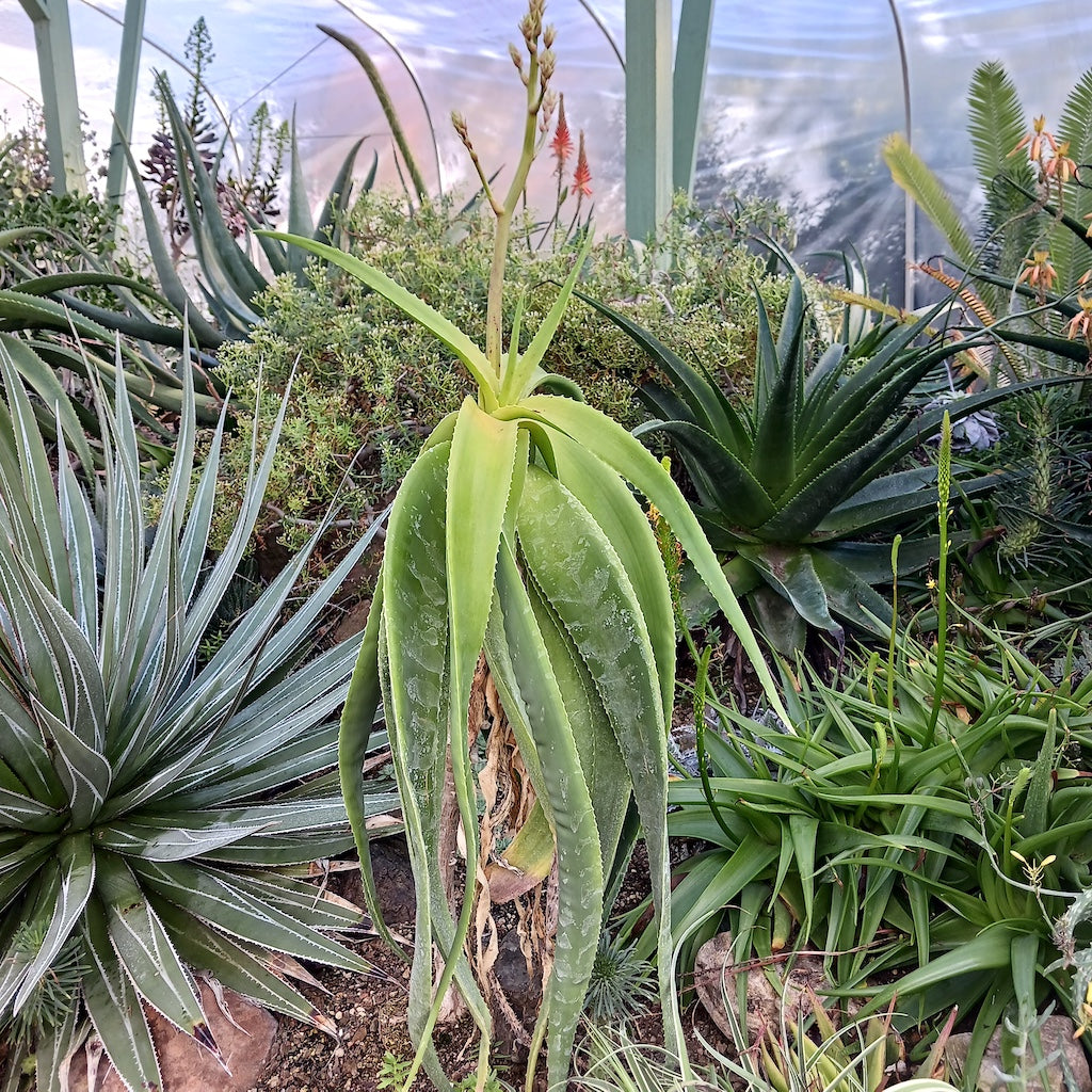 Aloe sabaea at the Ruth Bancroft Garden