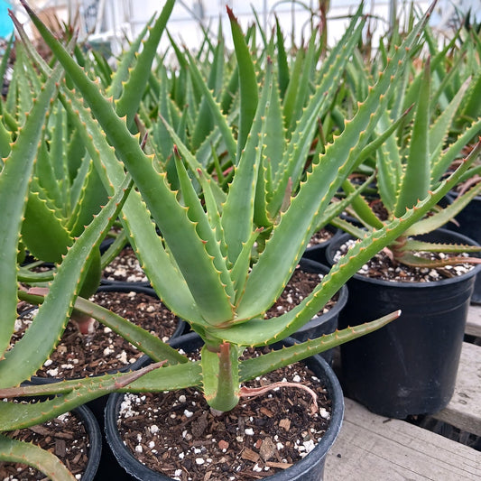 Aloe "Safari Orange"