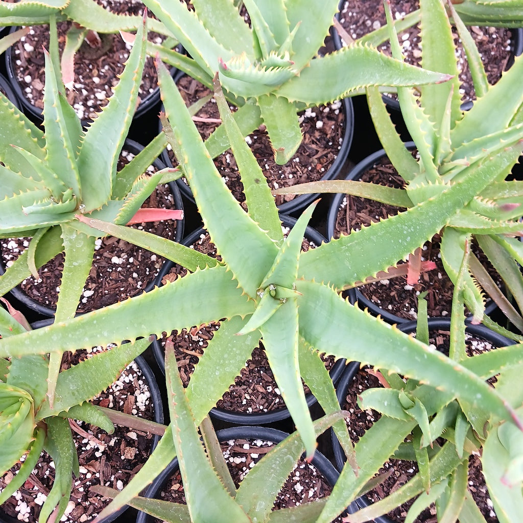 Aloe "Safari Orange"