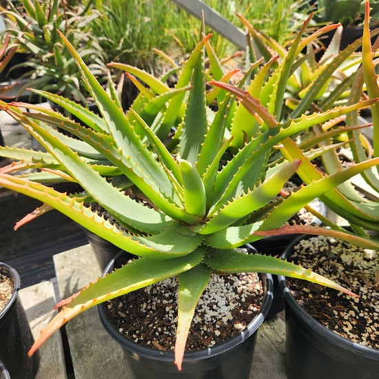 Aloe 