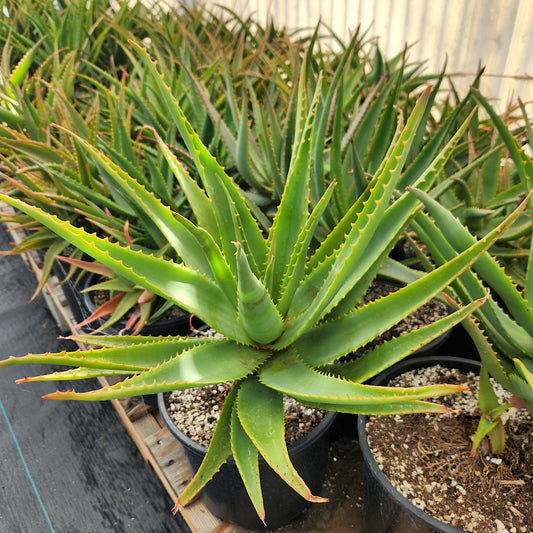 Aloe "Safari Orange"
