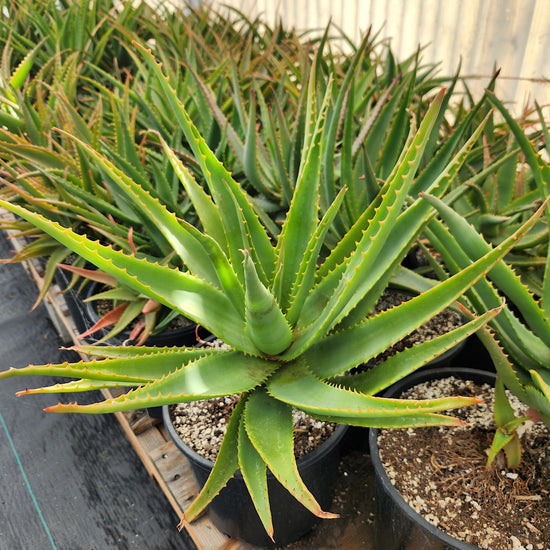 Aloe 