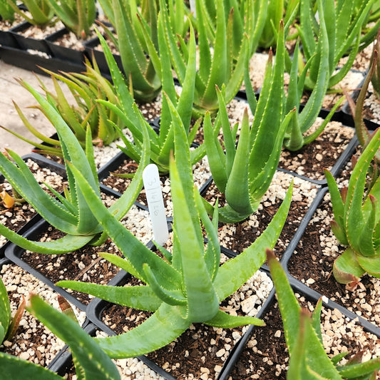 Aloe Safari Rose